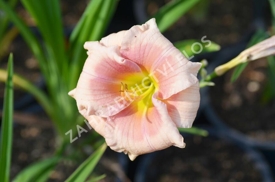 Denivka 'Janice Brown' - Hemerocallis 'Janice Brown'