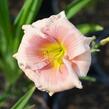 Denivka 'Janice Brown' - Hemerocallis 'Janice Brown'