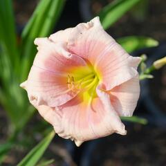 Denivka 'Janice Brown' - Hemerocallis 'Janice Brown'