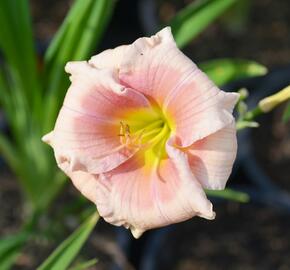 Denivka 'Janice Brown' - Hemerocallis 'Janice Brown'