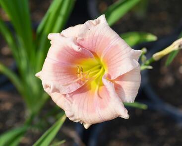 Denivka 'Janice Brown'