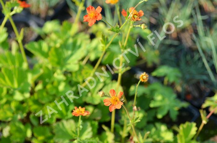 Kuklík šarlatový 'Orange Queen' - Geum coccineum 'Orange Queen'