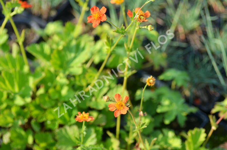 Kuklík šarlatový 'Orange Queen' - Geum coccineum 'Orange Queen'