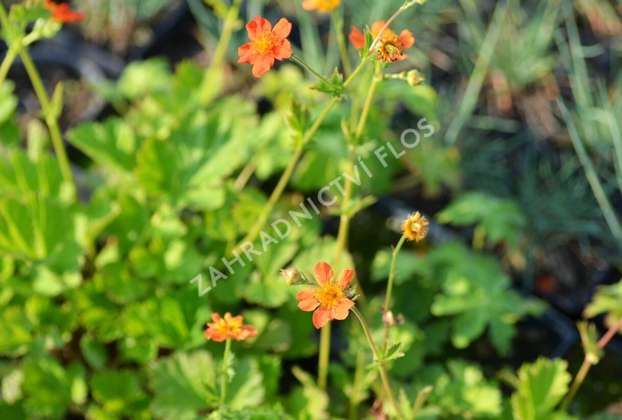 Kuklík šarlatový 'Orange Queen' - Geum coccineum 'Orange Queen'