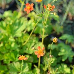 Kuklík šarlatový 'Orange Queen' - Geum coccineum 'Orange Queen'