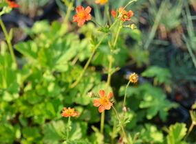 Kuklík šarlatový 'Orange Queen' - Geum coccineum 'Orange Queen'
