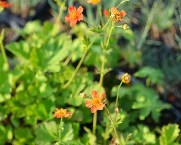 Kuklík šarlatový 'Orange Queen'
