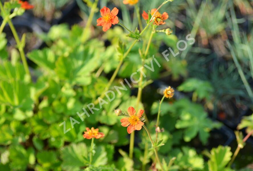Kuklík šarlatový 'Orange Queen' - Geum coccineum 'Orange Queen'