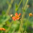 Kuklík šarlatový 'Orange Queen' - Geum coccineum 'Orange Queen'