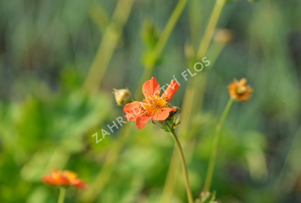 Kuklík šarlatový 'Orange Queen' - Geum coccineum 'Orange Queen'