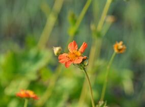 Kuklík šarlatový 'Orange Queen' - Geum coccineum 'Orange Queen'