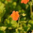 Kuklík šarlatový 'Orange Queen' - Geum coccineum 'Orange Queen'