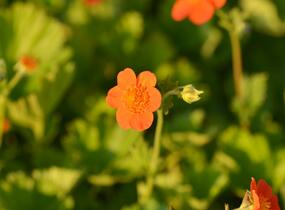 Kuklík šarlatový 'Orange Queen' - Geum coccineum 'Orange Queen'