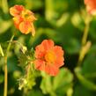 Kuklík šarlatový 'Orange Queen' - Geum coccineum 'Orange Queen'