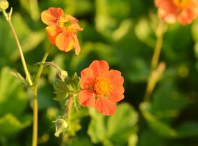 Kuklík šarlatový 'Orange Queen' - Geum coccineum 'Orange Queen'