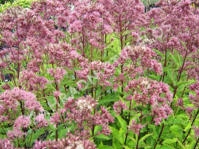 Sadec skvrnitý 'Purple Bush' - Eupatorium maculatum 'Purple Bush'