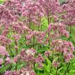 Sadec skvrnitý 'Purple Bush' - Eupatorium maculatum 'Purple Bush'