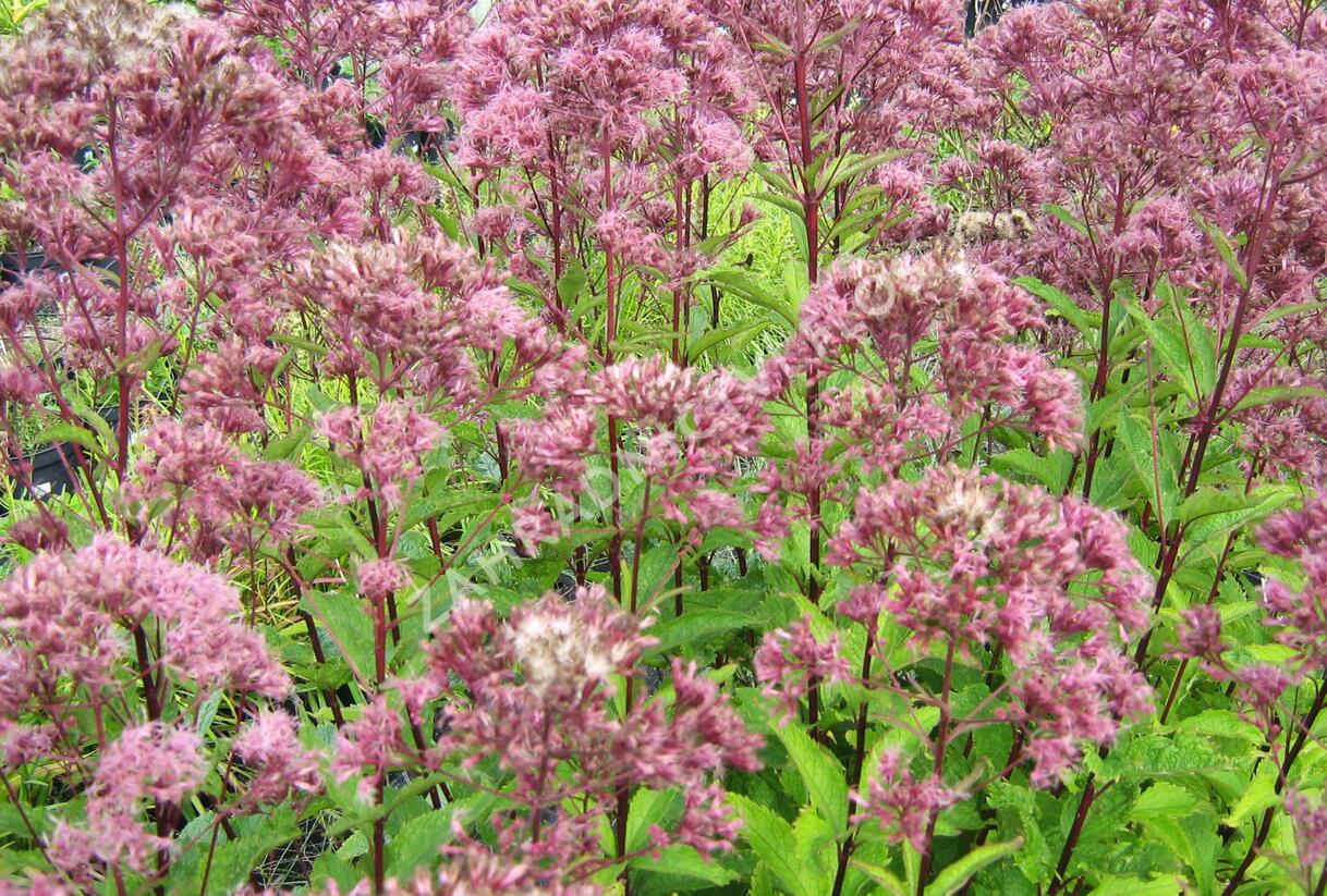 Sadec skvrnitý 'Purple Bush' - Eupatorium maculatum 'Purple Bush'