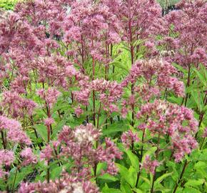 Sadec skvrnitý 'Purple Bush' - Eupatorium maculatum 'Purple Bush'