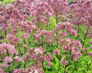 Sadec skvrnitý 'Purple Bush'