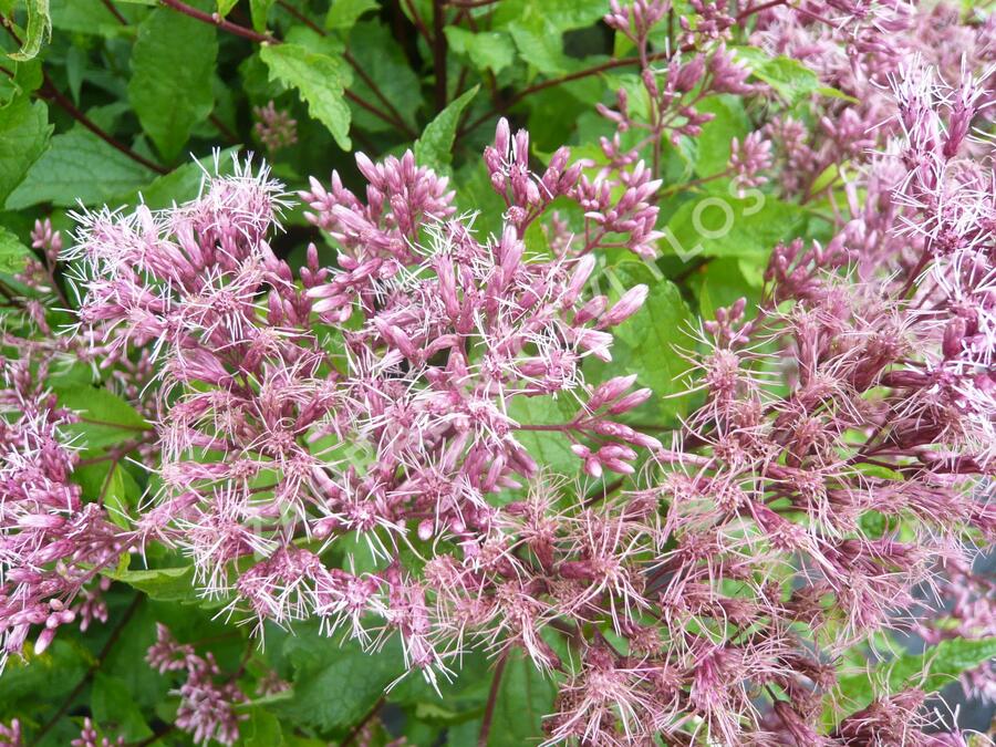 Sadec skvrnitý 'Purple Bush' - Eupatorium maculatum 'Purple Bush'
