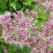 Sadec skvrnitý 'Purple Bush' - Eupatorium maculatum 'Purple Bush'