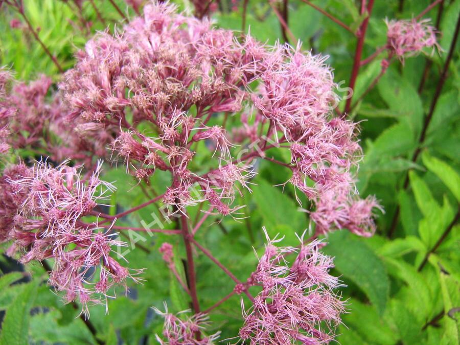 Sadec skvrnitý 'Purple Bush' - Eupatorium maculatum 'Purple Bush'