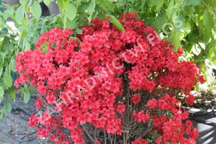 Azalka japonská 'Stewartstonian' - Azalea japonica 'Stewartstonian'