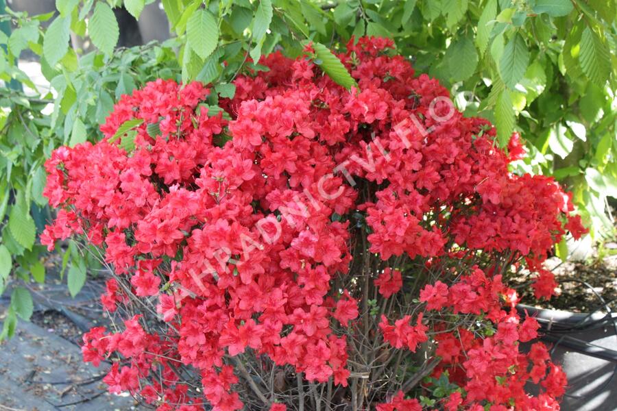 Azalka japonská 'Stewartstonian' - Azalea japonica 'Stewartstonian'