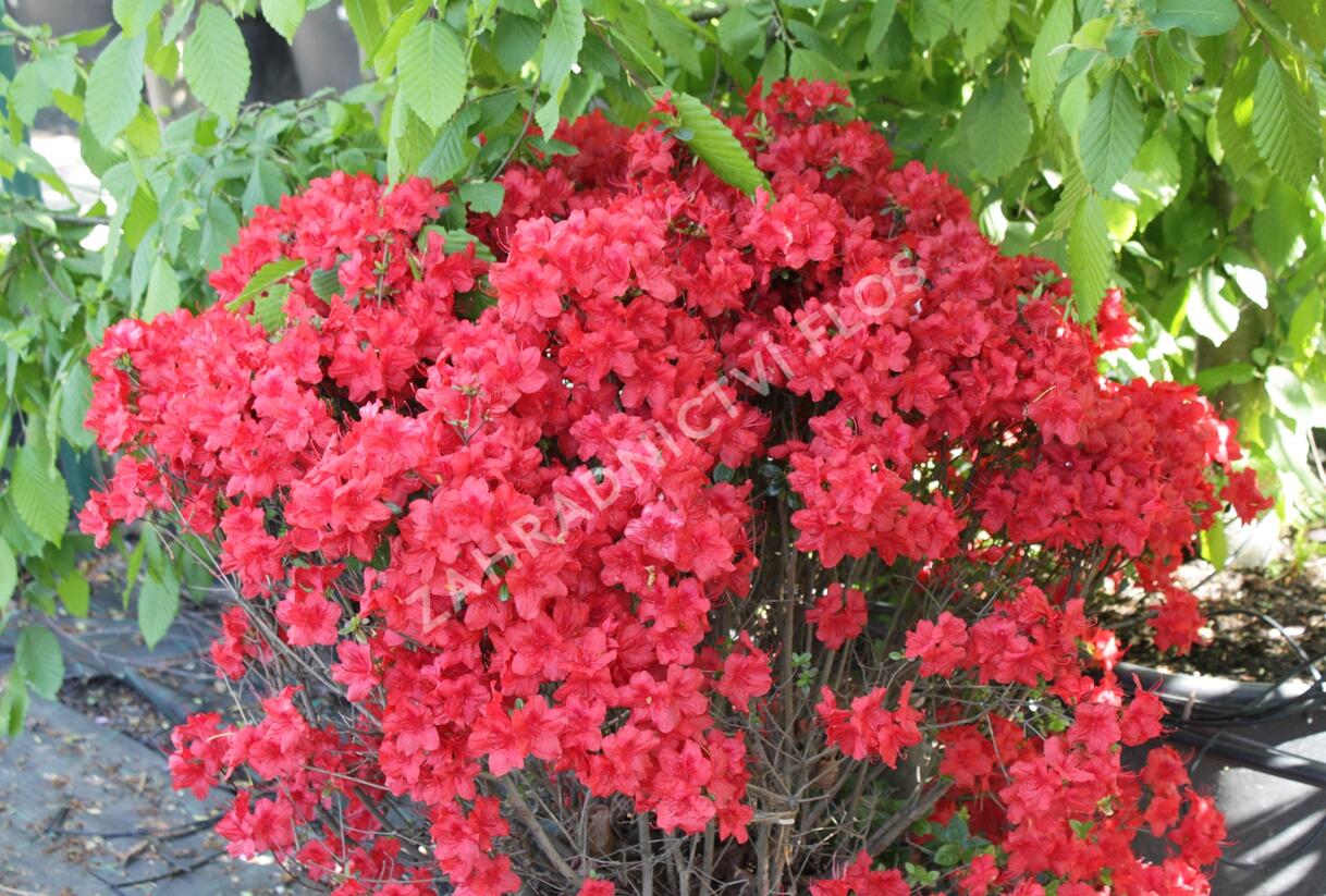 Azalka japonská 'Stewartstonian' - Azalea japonica 'Stewartstonian'
