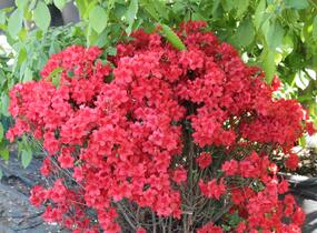 Azalka japonská 'Stewartstonian' - Azalea japonica 'Stewartstonian'