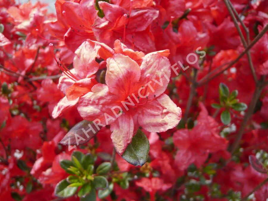 Azalka japonská 'Stewartstonian' - Azalea japonica 'Stewartstonian'