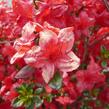 Azalka japonská 'Stewartstonian' - Azalea japonica 'Stewartstonian'