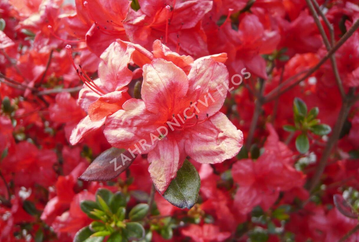 Azalka japonská 'Stewartstonian' - Azalea japonica 'Stewartstonian'