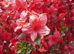 Azalka japonská 'Stewartstonian' - Azalea japonica 'Stewartstonian'