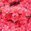 Azalka japonská 'Stewartstonian' - Azalea japonica 'Stewartstonian'