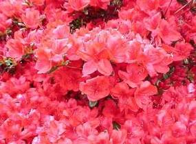 Azalka japonská 'Stewartstonian' - Azalea japonica 'Stewartstonian'