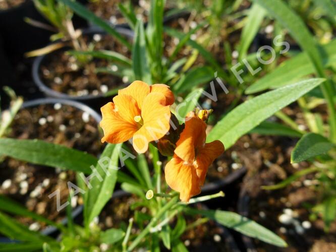 Trýzel 'Apricot Twist' - Erysimum linifolium 'Apricot Twist'