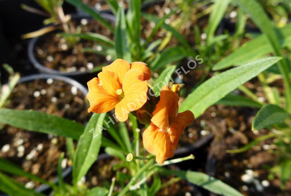 Trýzel 'Apricot Twist' - Erysimum linifolium 'Apricot Twist'