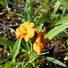 Trýzel 'Apricot Twist' - Erysimum linifolium 'Apricot Twist'