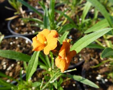 Trýzel 'Apricot Twist'