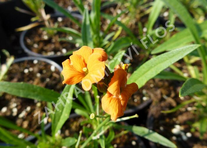 Trýzel 'Apricot Twist' - Erysimum linifolium 'Apricot Twist'