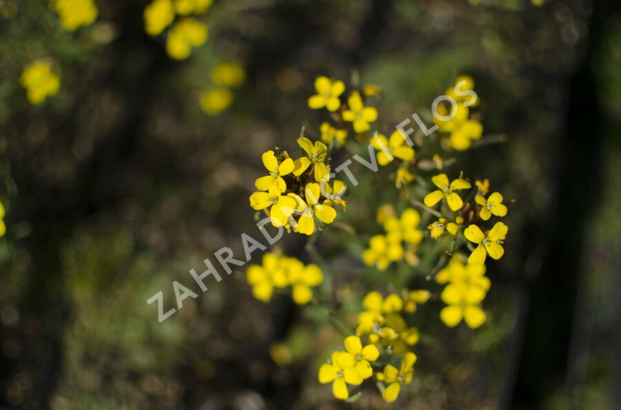 Trýzel 'Yellow Bird' - Erysimum hybridum 'Yellow Bird'