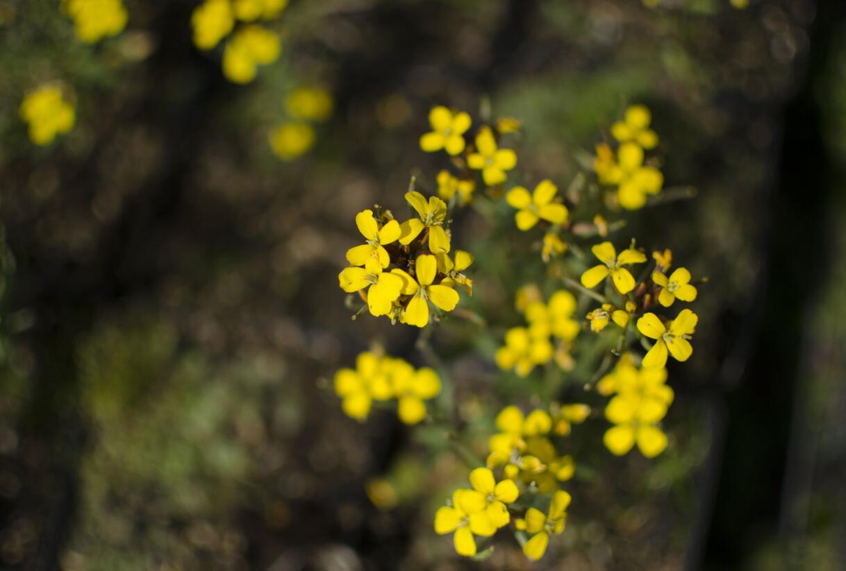 Trýzel 'Yellow Bird' - Erysimum hybridum 'Yellow Bird'