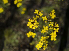 Trýzel 'Yellow Bird' - Erysimum hybridum 'Yellow Bird'