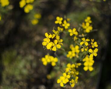 Trýzel 'Yellow Bird'