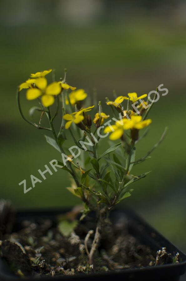 Trýzel 'Yellow Bird' - Erysimum hybridum 'Yellow Bird'
