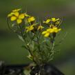 Trýzel 'Yellow Bird' - Erysimum hybridum 'Yellow Bird'