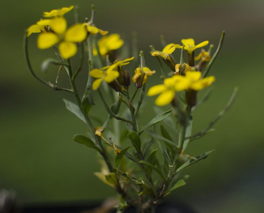 Trýzel 'Yellow Bird' - Erysimum hybridum 'Yellow Bird'