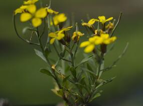 Trýzel 'Yellow Bird' - Erysimum hybridum 'Yellow Bird'
